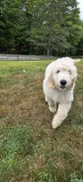 Angus, a male Goldendoodle for sale in Carmel, ME – 8 of 8