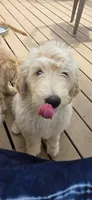 Angus, a male Goldendoodle for sale in Carmel, ME – 7 of 8
