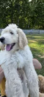 Angus, a male Goldendoodle for sale in Carmel, ME – 4 of 8