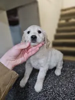 processed/ae8e7051-25e3-4fc8-b5aa-380e72886694/listing/05f80de2-49e3-42f5-94e2-510e1ccf8e00/47c03c69-f81e-47c6-b59f-f5bb2191355e