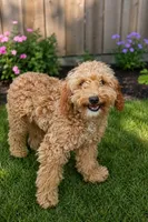 Toby (AKC), a male Poodle - Miniature  for sale in Wauconda, IL – 2 of 3