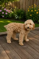 Toby (AKC), a male Poodle - Miniature  for sale in Wauconda, IL – 3 of 3