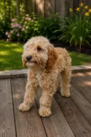 Toby (AKC), a male Poodle - Miniature  for sale in Wauconda, IL – 1 of 3