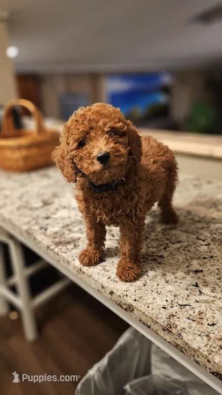 AKC Milo – Poodle - Miniature  puppy for sale in Chicago, IL