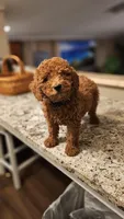 AKC Milo, a male Poodle - Miniature  for sale in Chicago, IL – Photo 1 of 3