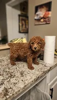 AKC Milo, a male Poodle - Miniature  for sale in Chicago, IL – Photo 3 of 3