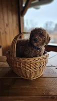 AKC Red Miniature Poodle – Male – Copper, a male Poodle - Miniature  for sale in Chicago, IL – Photo 3 of 5