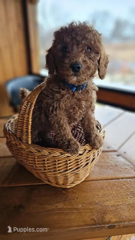 AKC Red Miniature Poodle – Male – Copper – Poodle - Miniature  puppy for sale in Chicago, IL