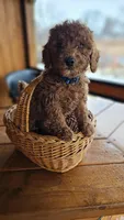 AKC Red Miniature Poodle – Male – Copper, a male Poodle - Miniature  for sale in Chicago, IL – Photo 1 of 5