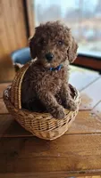 AKC Red Miniature Poodle – Male – Copper, a male Poodle - Miniature  for sale in Chicago, IL – Photo 5 of 5