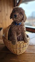 AKC Red Miniature Poodle – Male – Copper, a male Poodle - Miniature  for sale in Chicago, IL – Photo 4 of 5
