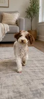 AKC Lady, a female Poodle - Miniature  for sale in Wauconda, IL – 2 of 3