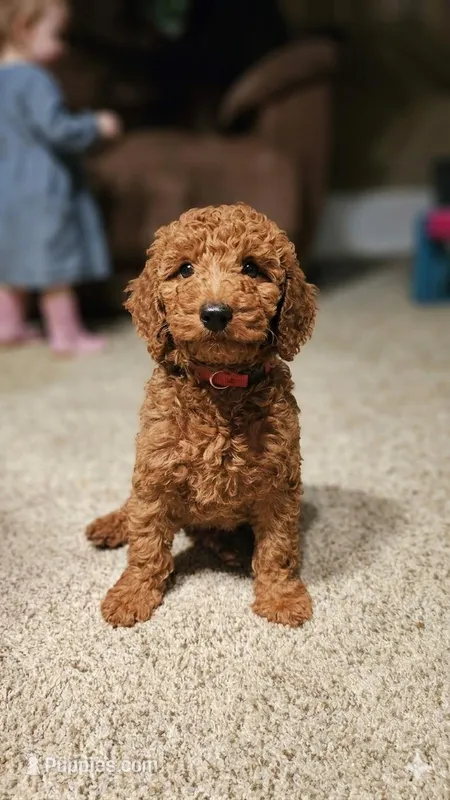 Teddy, a male Poodle - Miniature  for sale in Chicago, IL – Photo 1 of 2
