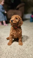 Teddy, a male Poodle - Miniature  for sale in Chicago, IL – Photo 2 of 2
