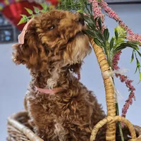 Penny, a female Poodle - Toy  for sale in Chicago, IL – Photo 2 of 6