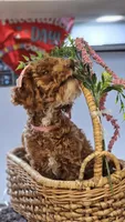 Penny, a female Poodle - Toy  for sale in Wauconda, IL – Photo 2 of 6