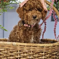 Penny, a female Poodle - Toy  for sale in Chicago, IL – Photo 6 of 6
