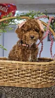 Penny, a female Poodle - Toy  for sale in Wauconda, IL – Photo 6 of 6