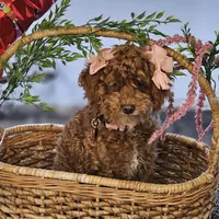 Penny, a female Poodle - Toy  for sale in Chicago, IL – Photo 4 of 6