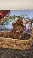 Penny, a female Poodle - Toy  for sale in Wauconda, IL – Photo 4 of 6