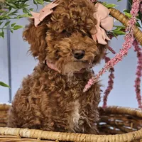Penny, a female Poodle - Toy  for sale in Chicago, IL – Photo 5 of 6