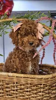 Penny, a female Poodle - Toy  for sale in Wauconda, IL – Photo 5 of 6
