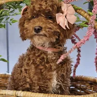 Penny, a female Poodle - Toy  for sale in Chicago, IL – Photo 1 of 6