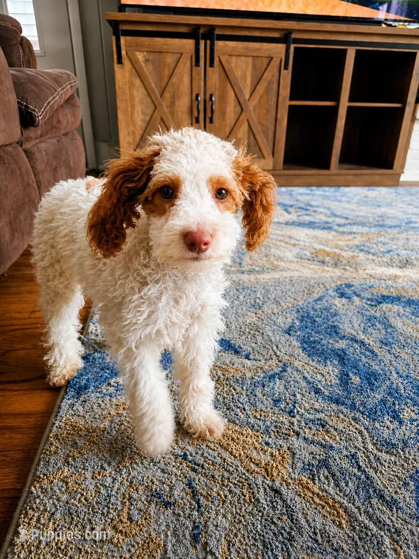 AKC Lady – Poodle - Miniature  puppy for sale in Chicago, IL