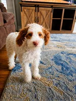 AKC Lady, a female Poodle - Miniature  for sale in Chicago, IL – 1 of 1