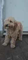 AKC Paxton, a male Poodle - Miniature  for sale in Chicago, IL – 2 of 4