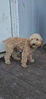 AKC Paxton, a male Poodle - Miniature  for sale in Chicago, IL – 4 of 4