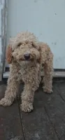 AKC Paxton, a male Poodle - Miniature  for sale in Chicago, IL – 3 of 4