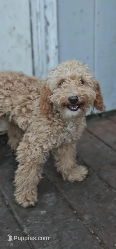 AKC Paxton – Poodle - Miniature  puppy for sale in Chicago, IL
