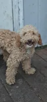 AKC Paxton, a male Poodle - Miniature  for sale in Chicago, IL – 1 of 4