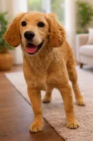 Daisy, a female Golden Retriever for sale in Chicago, IL – Photo 3 of 3