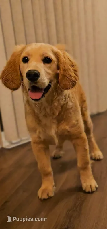 Daisy, a female Golden Retriever for sale in Chicago, IL – Photo 1 of 3