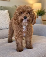 Penny, a female Poodle - Miniature  for sale in Wauconda, IL – 1 of 2