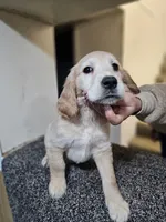 processed/ae8e7051-25e3-4fc8-b5aa-380e72886694/listing/a2b6b24c-127a-4c5c-9d99-05343f3f7937/857bc299-42cb-437b-bc9f-5980864705da