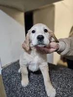 processed/ae8e7051-25e3-4fc8-b5aa-380e72886694/listing/a2b6b24c-127a-4c5c-9d99-05343f3f7937/e4b96501-0777-4a9a-b3e8-4c1b85ae40e8