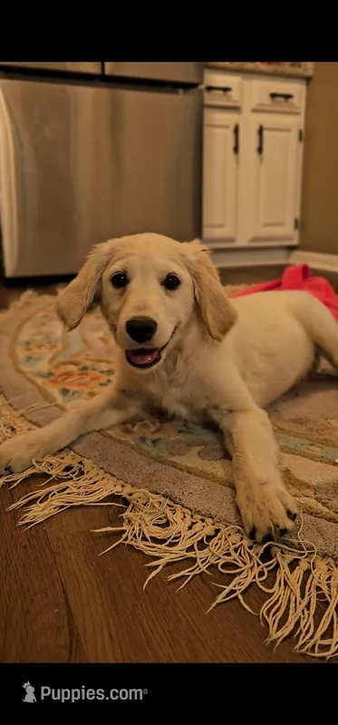 Sally – Miniature Golden Retriever puppy on hold in Chicago, IL