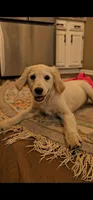 Sally, a female Miniature Golden Retriever for sale in Chicago, IL – Photo 1 of 3