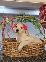 Amber, a female Miniature Golden Retriever for sale in Wauconda, IL – Photo 4 of 4