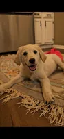 Sally, a female Miniature Golden Retriever for sale in Chicago, IL – Photo 2 of 3