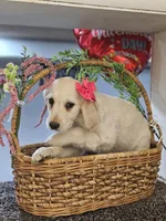 Amber, a female Miniature Golden Retriever for sale in Wauconda, IL – Photo 3 of 4