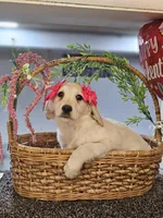 Amber, a female Miniature Golden Retriever for sale in Wauconda, IL – Photo 1 of 4