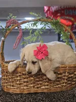 Amber, a female Miniature Golden Retriever for sale in Wauconda, IL – Photo 2 of 4