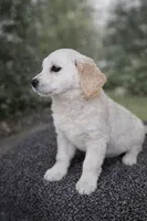 processed/ae8e7051-25e3-4fc8-b5aa-380e72886694/listing/c706fb32-6fb1-4d3b-8fe5-2e4b065d4341/eee90b67-6925-4149-9eae-f811be48a314