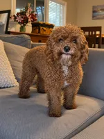 Penny, a female Poodle - Miniature  for sale in Wauconda, IL – 2 of 2