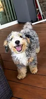 Greta, a female Miniature Bernedoodle for sale in Chicago, IL – 1 of 1