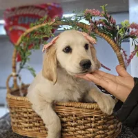 Rosie, a female Miniature Golden Retriever for sale in Chicago, IL – Photo 4 of 6